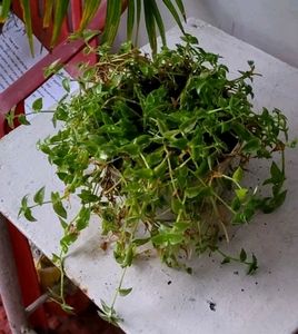Turtle Vine Plant &amp; Pot
