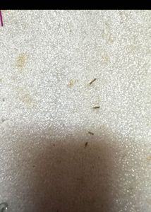 Elegant Stud set of 2 unused