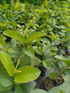 guava plant