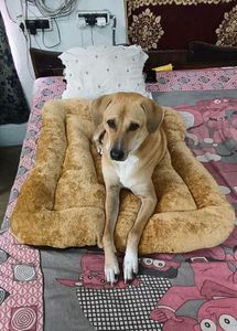 Cozy Dog Bed