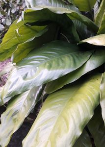 Peace Lily Plant