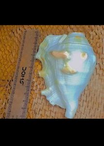 Exotic Seashell Decor