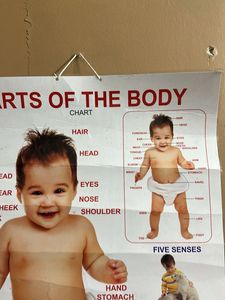 Parts of the Body Chart for Kids