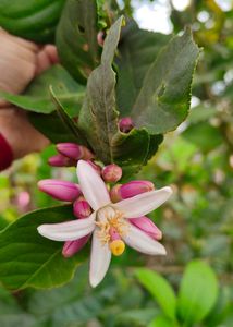 Myrrh lemon plant (gondhoraj lebu)