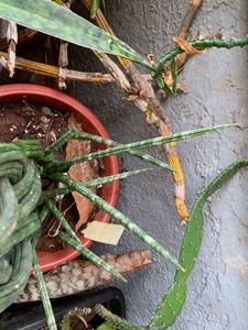 Cilendrica Sansevieria