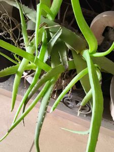 Healthy Aloe Vera Plant
