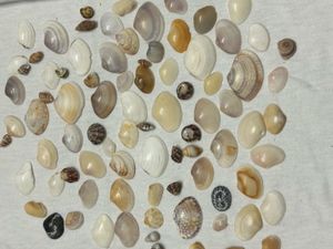 Assorted Seashell Collection