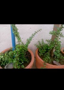combo of 8 plants