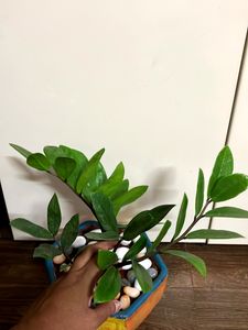ZZ Plant 2 bulbs (15 Inches)