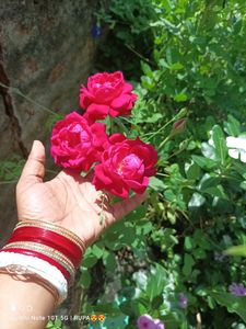 Alive Rose Plant