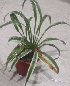 Chlorophytum Laxum Plant 🌵&amp;Pot
