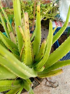 1 Piece Elovera Plant Mediam Size