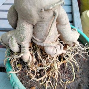Desert Rose Bonsai