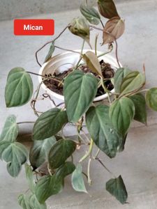 Mix Plants Offer