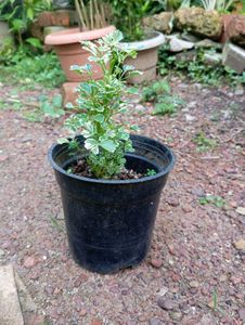 Variegated Balfour Aralia Plant