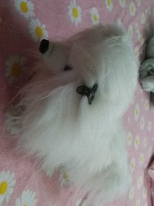 Cute White Dog Plush Toy