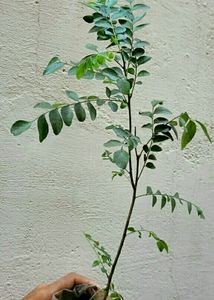 Curry Leaf Plant,,🌿