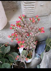 combo of 4 plants