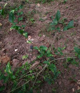 Jasmine Plant (2 saplings of climbing type)