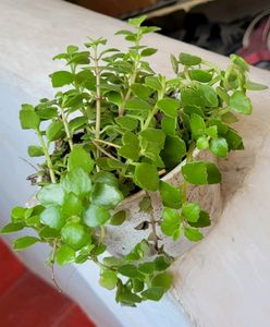 Pack 2 Tradescantia fluminlensis &amp; Pilea Depressa