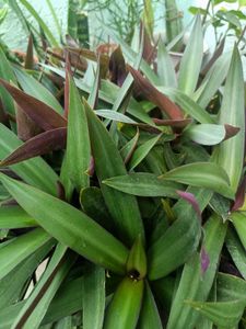 Rhoeo Plant, Scientific name -Tradescantia