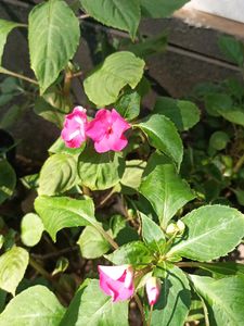 2 Plant With Pot