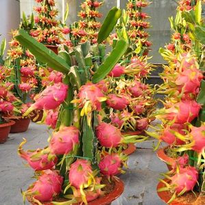 RED Dragon Fruit Plant 🌵🌵🌵