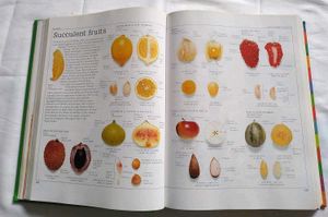 DK Ultimate Family Visual Dictionary