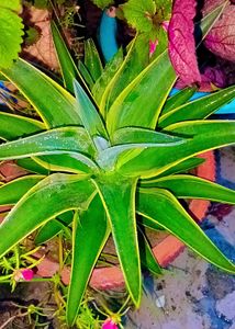 Two Different Varieties Of Agave/Century Plant