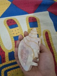 Shell Hair Clip