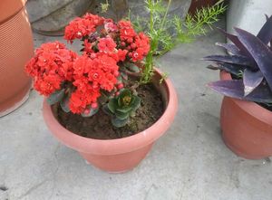kalanchoe plant