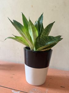 Ceramic White Planter