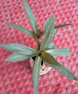 Moses In The Cradle Plant 🌵