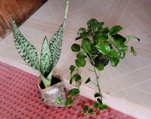 Set 2 Dwarf Snake Plant & Money Plants🪴