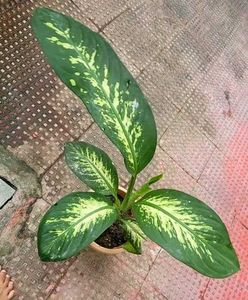 Set 3 Money &amp;.Dieffenbachia &amp; Red Areca Plant