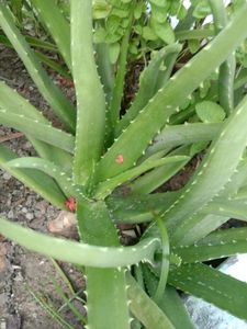 1 Aloe Vera Live Baby Plant