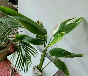 Evergreen Never.. Plant 🌵