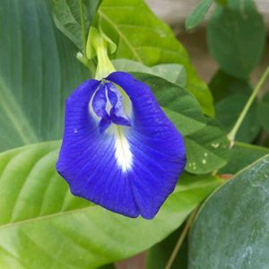butterfly pea plant seeds