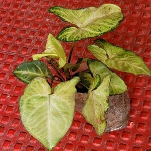 Arrowhead Plant 🌵
