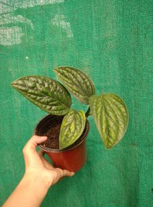 Monstera Peru Plant