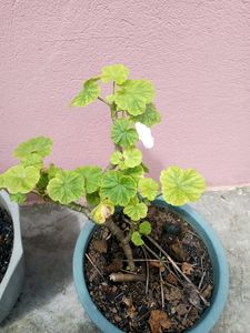 White Geranium