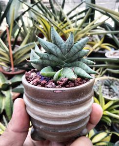 offer sansevieria nilin