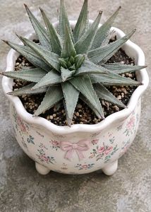 variegated fairies washboard haworthia