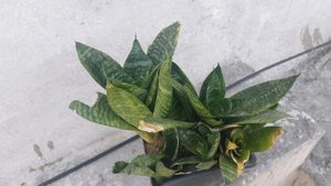 Whole1 Year Old Mature Dwarf Snake Plant