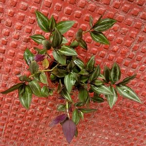 Tradescantia zebrina Plant 🌵 &amp; Pot