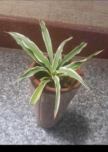 Real Variegated Spider Plant Combo
