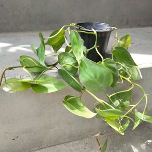 Philendradon Heart Leaf