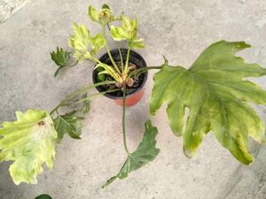 mix combo with 2 flowering plants.