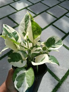 Moneyplant