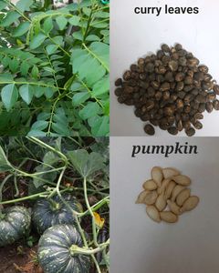 Seeds And Cuttings